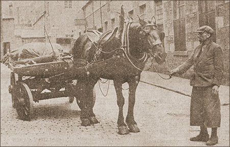 John Horsburgh (1892-1969), carting contractor for Tough Bros., with his Clydesdale, Darkie. Both served in the Great War.